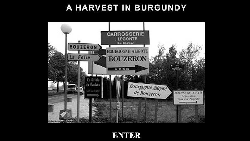 gallery image of Photo Essay: A Harvest in Burgundy