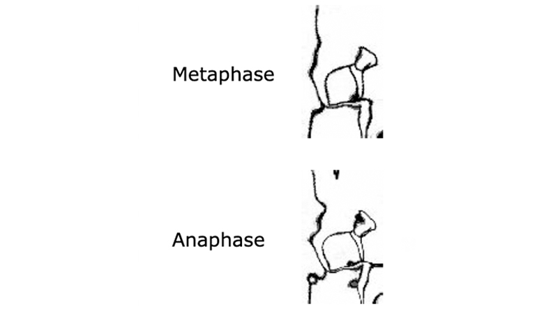 gallery image of Mitosis