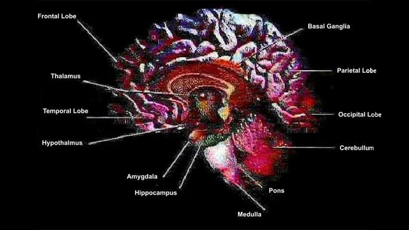 gallery image of Inside the Skull House: A Neuropoesis, Part Three - Basal Ganglia