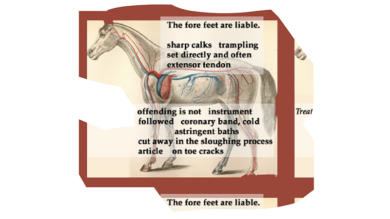 gallery image of Diseases of the Horse